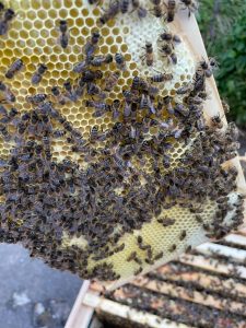 Sunnyside Southport Honey Bees play an important part in polination